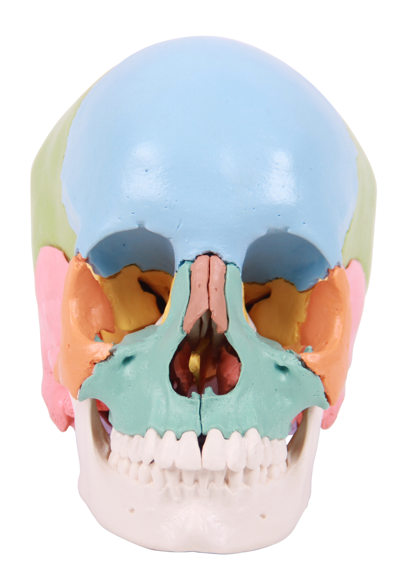 Experimental Demonstration Model Colored Version Human Beauchene Skull 22 Individual Bones Natural Size Teaching Skeleton of PVC