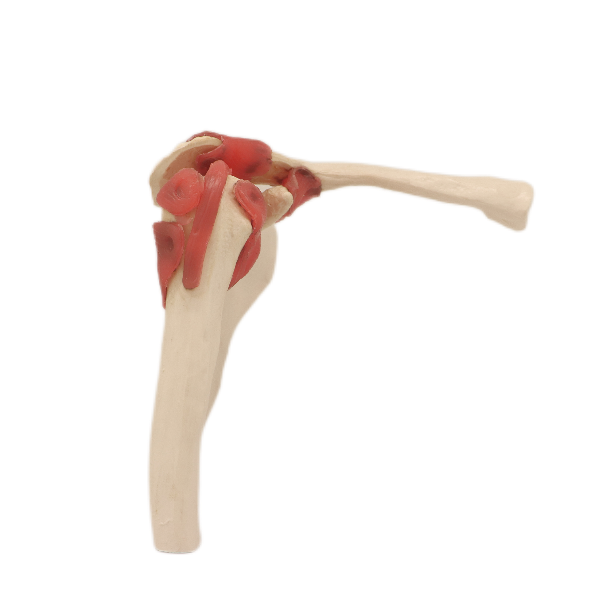 Medical Teaching Models Bone Color Human Teaching Skeleton Model of Shoulder Joint