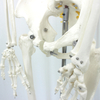 Lab Models Removed Flexible Human Long-Lasting Durability Natural Size Skeleton Model