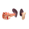 Laboratory Pancreas Duodenum and Spleen Teaching Model