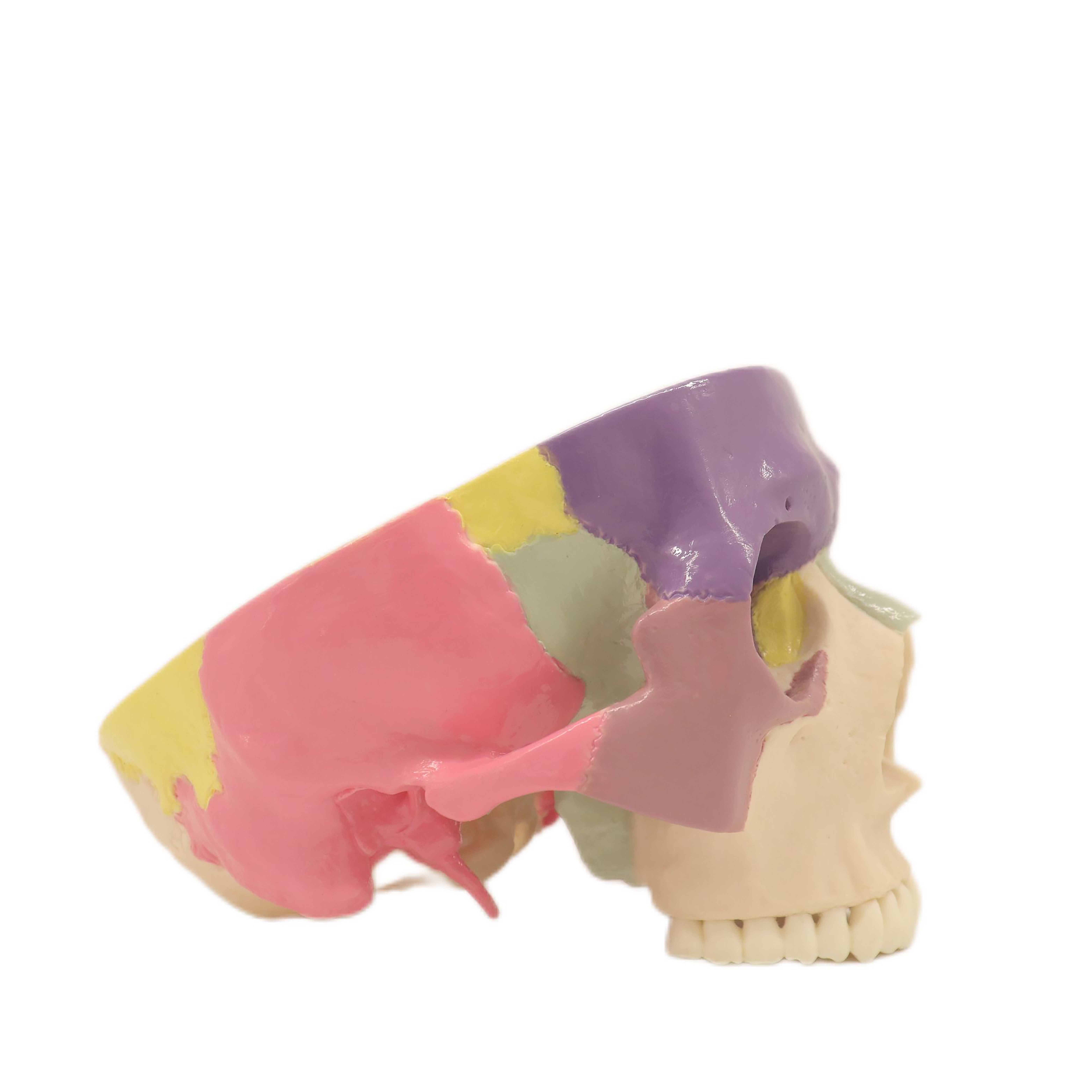 Lab Teaching Models Expansion Model of Cranial Base Skeleton Model