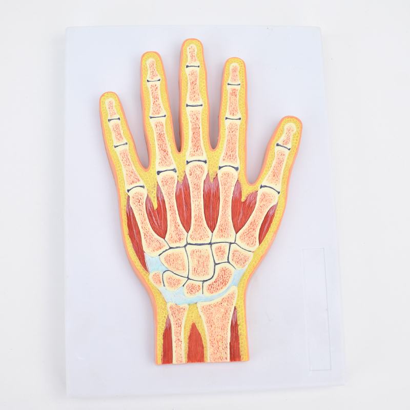 High Reproduction and Accuracy Medical Teaching Models Bone Color Human Teaching Skeleton Model of Hand Section