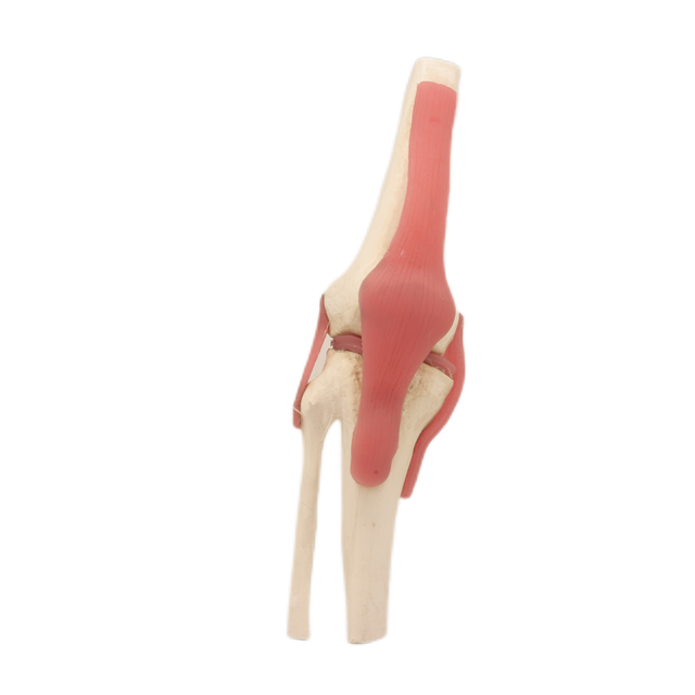 Medical Teaching Models Bone Color Human Teaching Skeleton Knee Joint Model