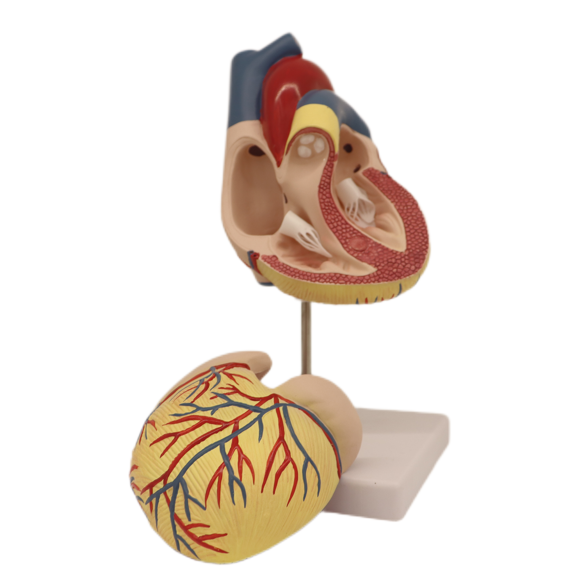 Medical Teaching Models Bone Color Human Skeleton Heart Dissection Model