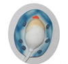 High Quality PVC Humam Anatomical Model The Formation of Sperm Model
