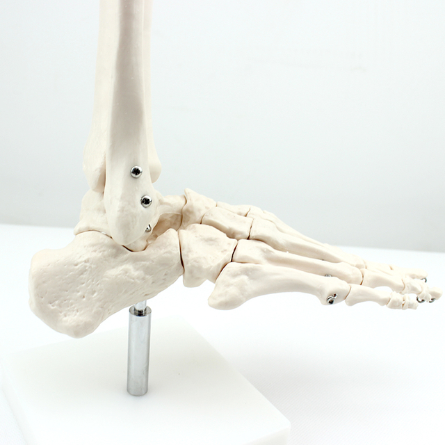 Classic Classroom Show Medical Teaching Demonstration PVC Models Life-Size Foot Joint Foot