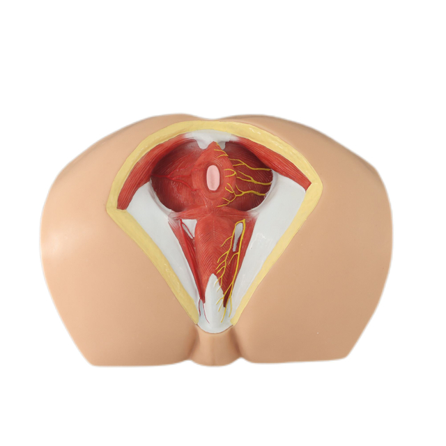 Lab Medical Teaching Models Male Perineum Model of PVC