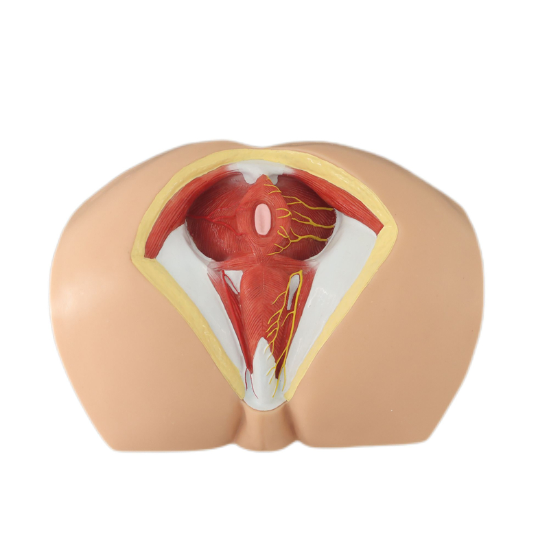 Lab Medical Teaching Models Male Perineum Model of PVC