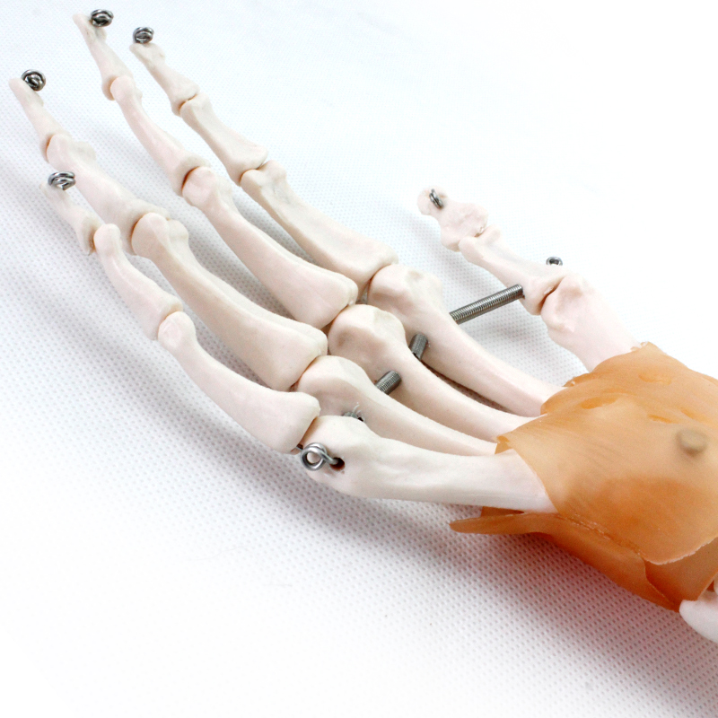 Best Selling Hand Functionality Demonstration Lab Models Life-Size Ligaments PVC Hand Joint