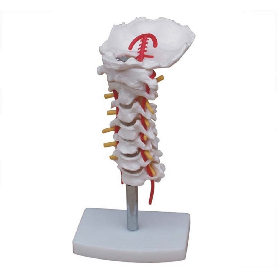 High Reproduction and Accuracy Medical Teaching Models Cervical Vertebra Model