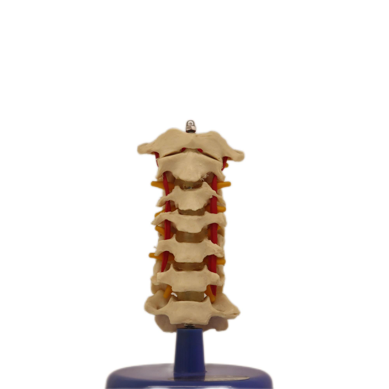 Medical Teaching Models Bone Color Human Cervical Vertebra Model Skeleton Model