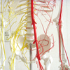 Medical Teaching Models Bone Color Human Teaching Skeleton 170cm Human Skeleton with Main Arteries and Spinal Nerves of PVC