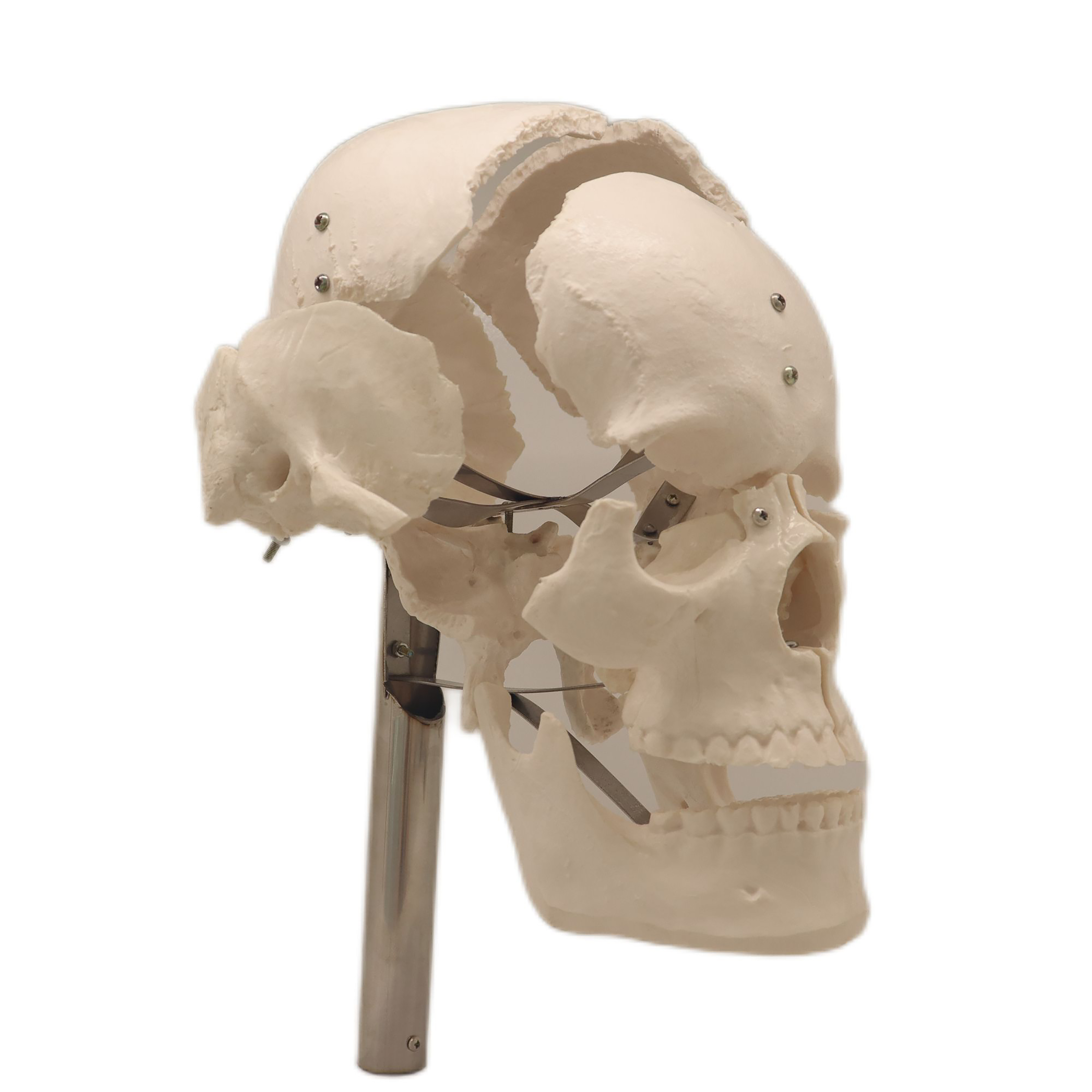 Good Selling Classic Lab Teaching Models The Separated Human Skull Model of PVC