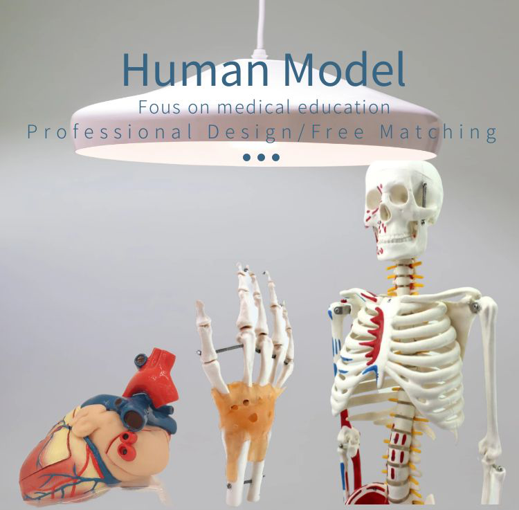 骨骼模型详情页1