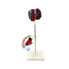 Laboratory Male Urinary System Teaching Model of PVC